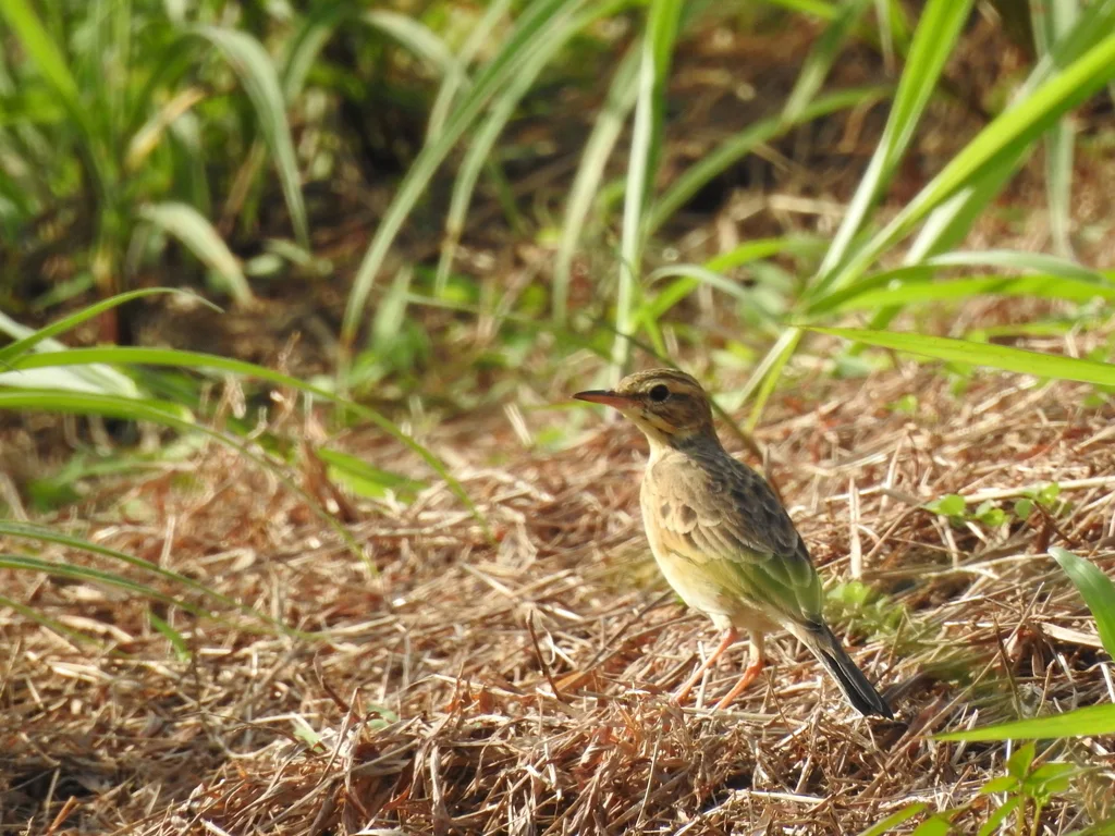 田鹨(Anthus rufulus)
