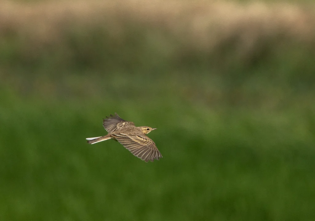 田鹨(Anthus rufulus)