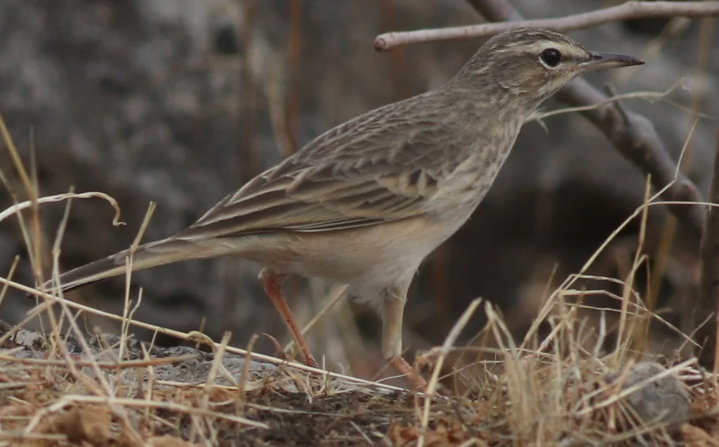 长嘴鹨(Anthus similis)