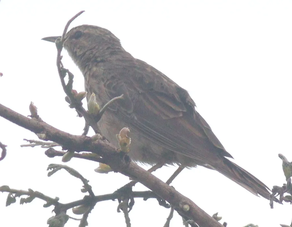 长嘴鹨(Anthus similis)