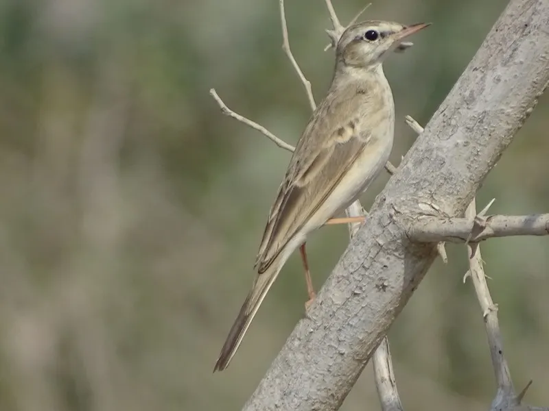 长嘴鹨(Anthus similis)