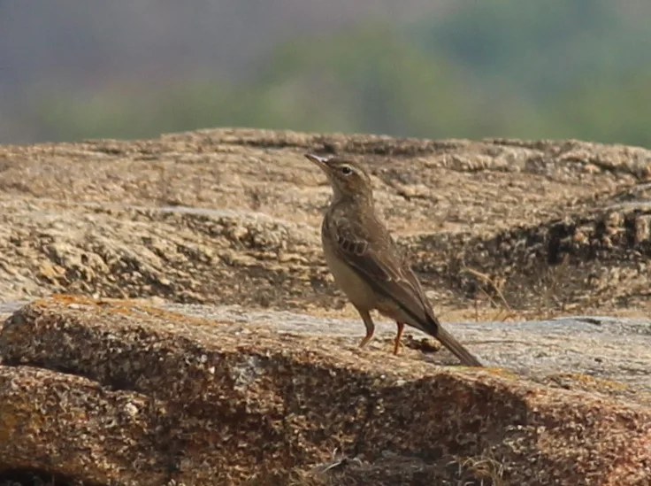 长嘴鹨(Anthus similis)