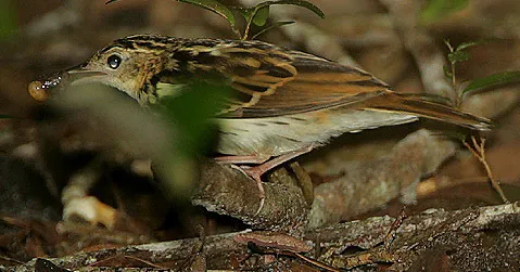 东非鹨(Anthus sokokensis)