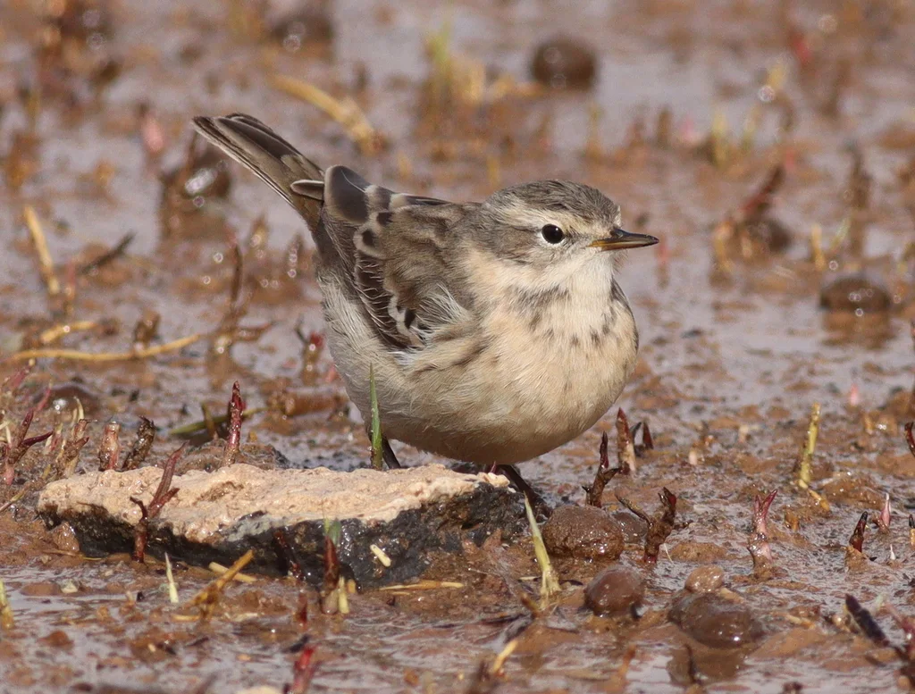 水鹨(Anthus spinoletta)