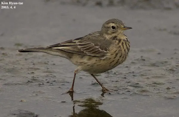 水鹨(Anthus spinoletta)