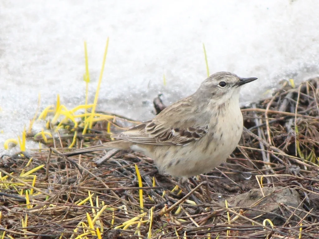 水鹨(Anthus spinoletta)