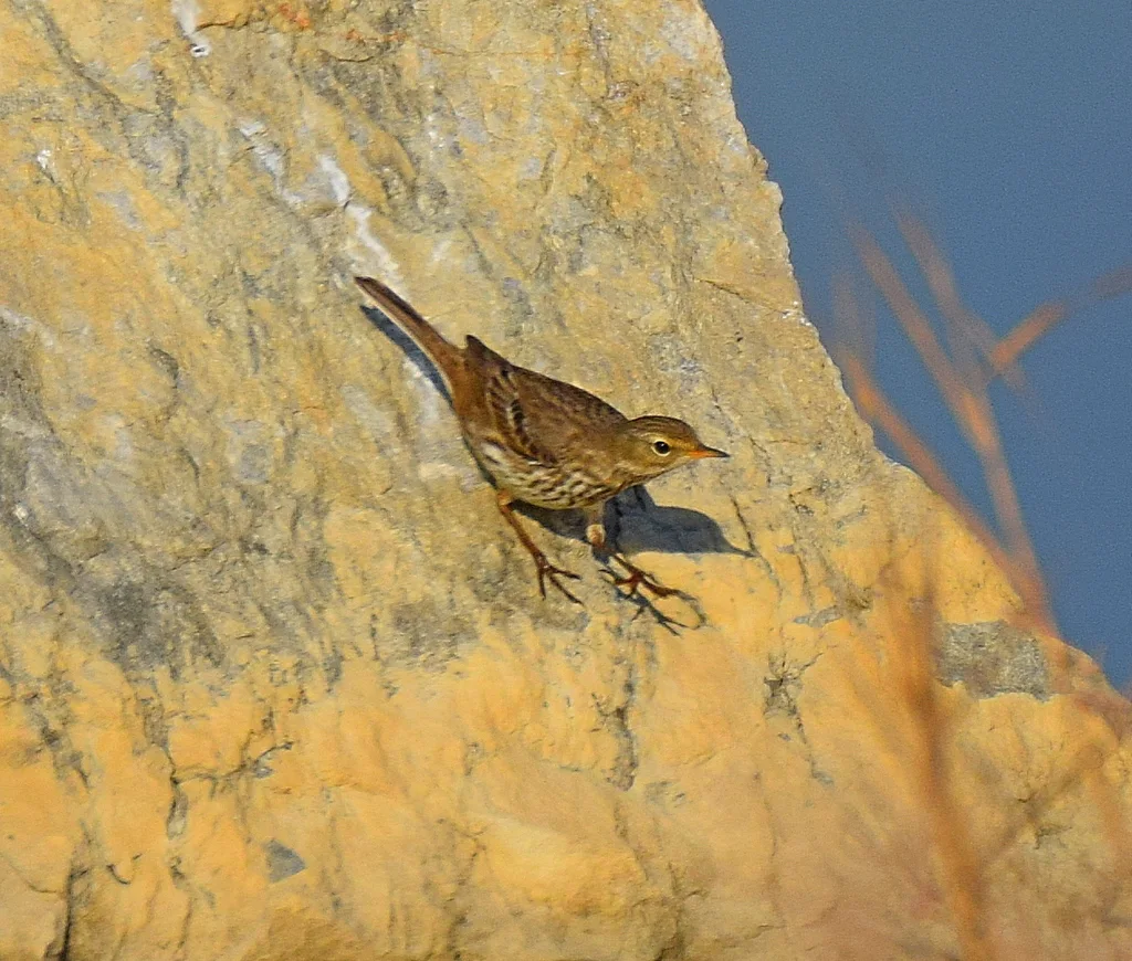 水鹨(Anthus spinoletta)