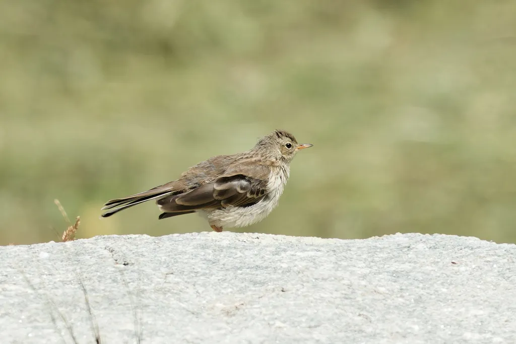 水鹨(Anthus spinoletta)