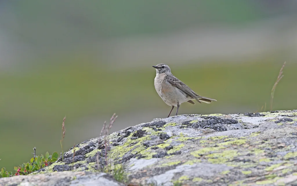 水鹨(Anthus spinoletta)