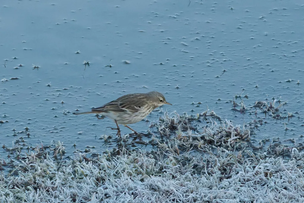 水鹨(Anthus spinoletta)