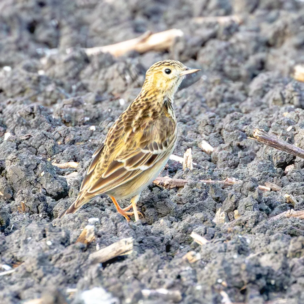 斯氏鹨(Anthus spragueii)