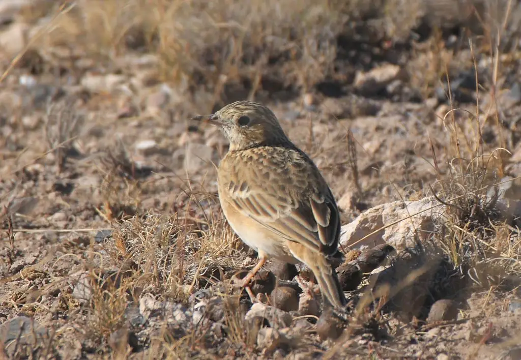 斯氏鹨(Anthus spragueii)
