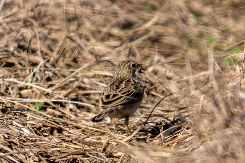 斯氏鹨(Anthus spragueii)