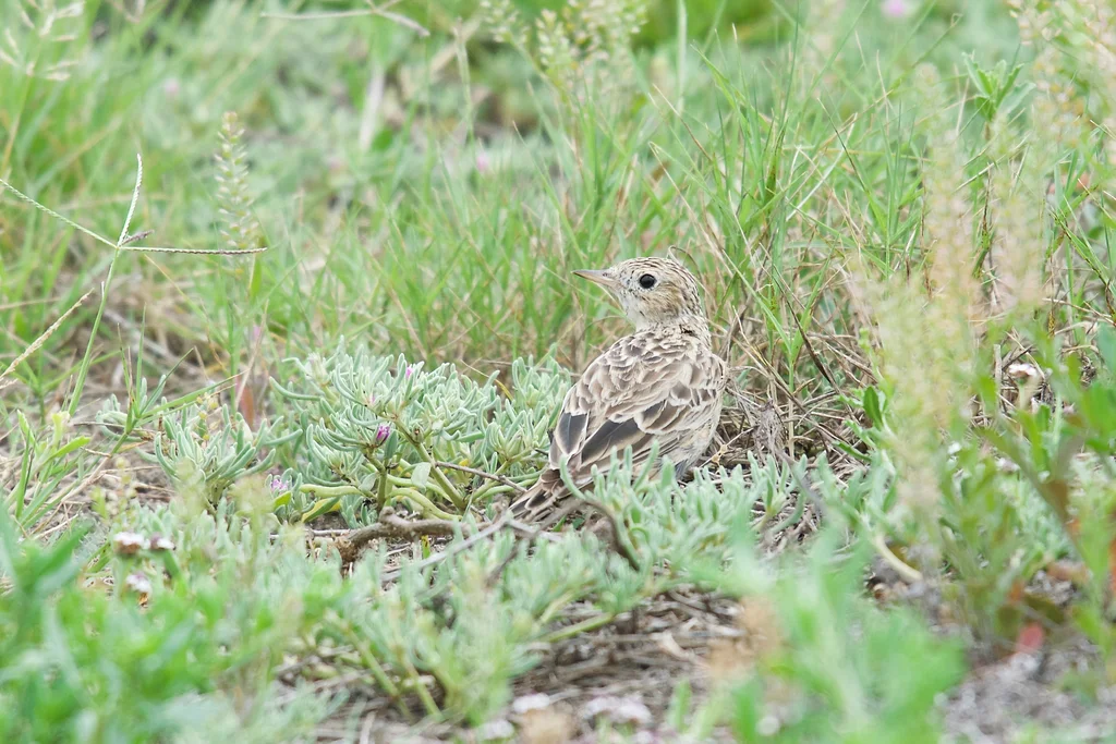 斯氏鹨（Anthus spragueii）
