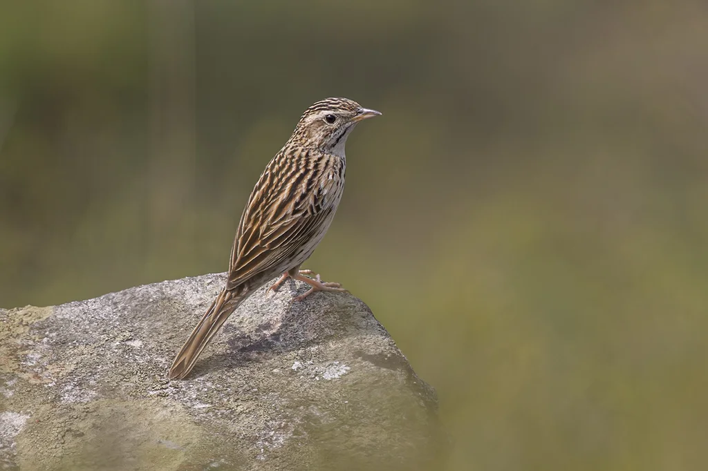 山鹨(Anthus sylvanus)