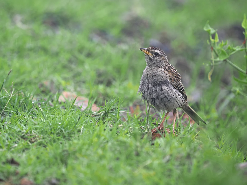山鹨(Anthus sylvanus)