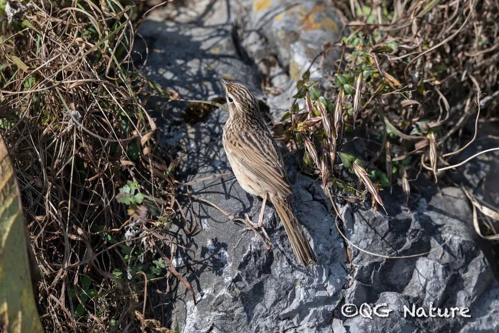 山鹨(Anthus sylvanus)