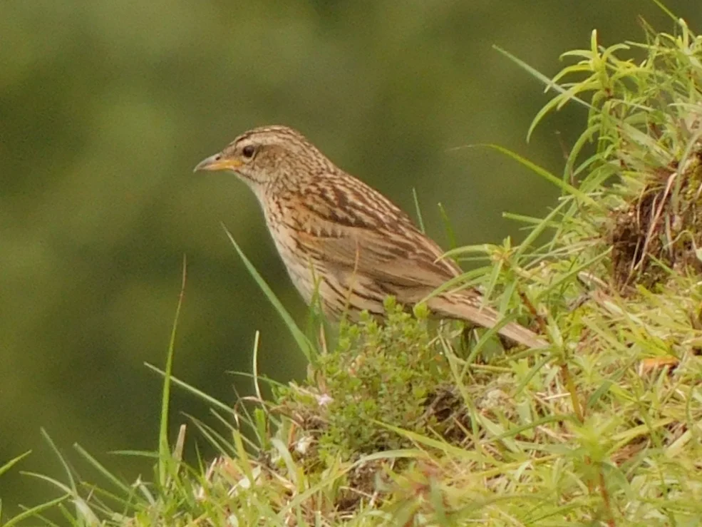 山鹨(Anthus sylvanus)