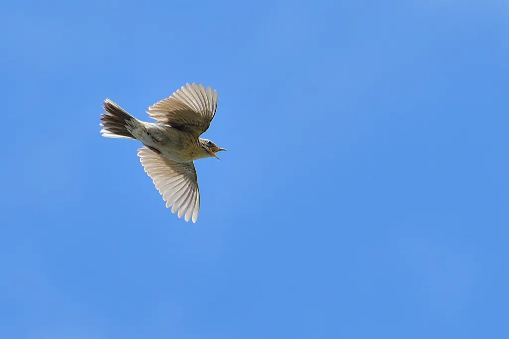 山鹨(Anthus sylvanus)