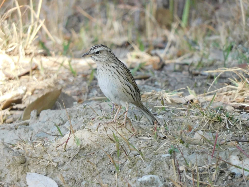 山鹨(Anthus sylvanus)