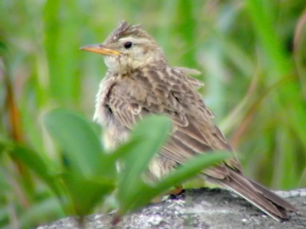 山鹨(Anthus sylvanus)