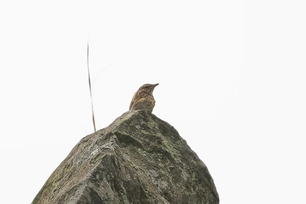 山鹨(Anthus sylvanus)