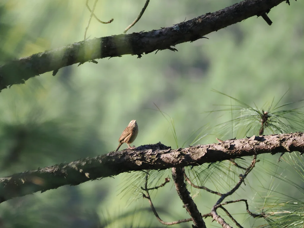山鹨(Anthus sylvanus)