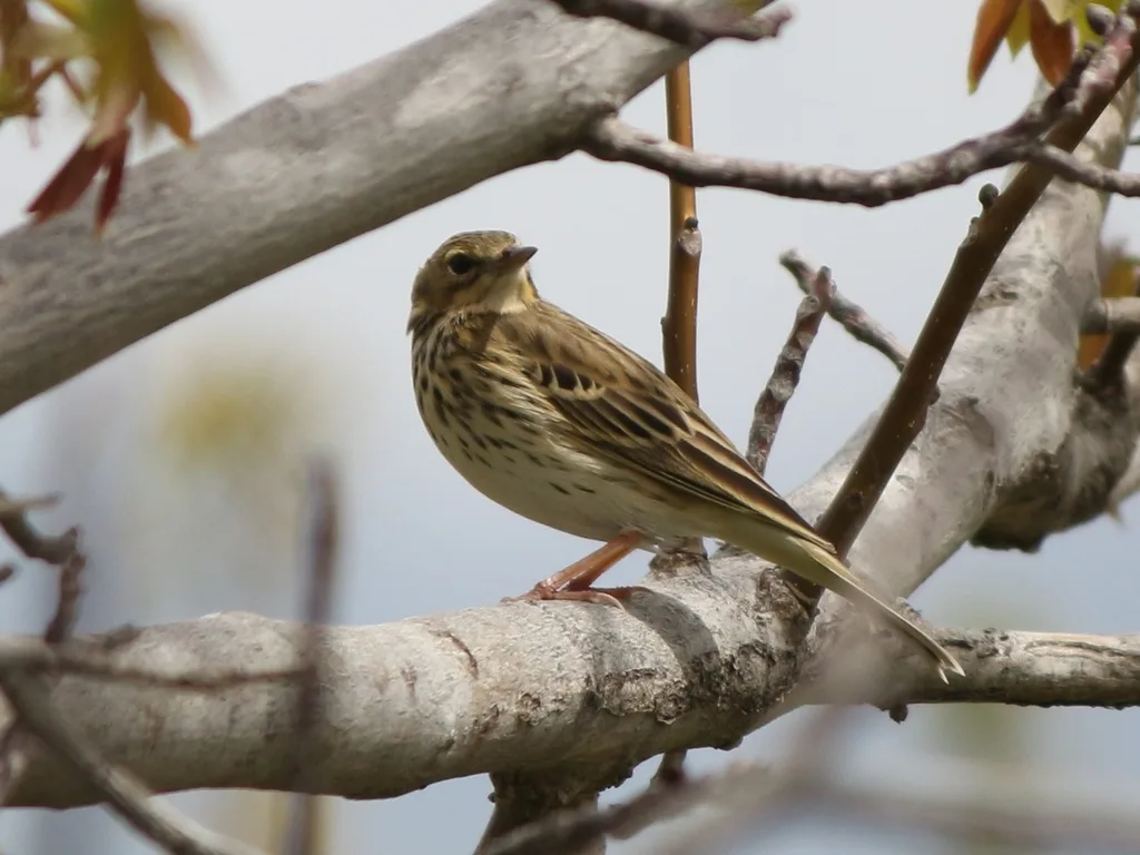 林鹨(Anthus trivialis)