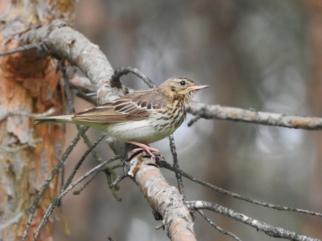 林鹨(Anthus trivialis)
