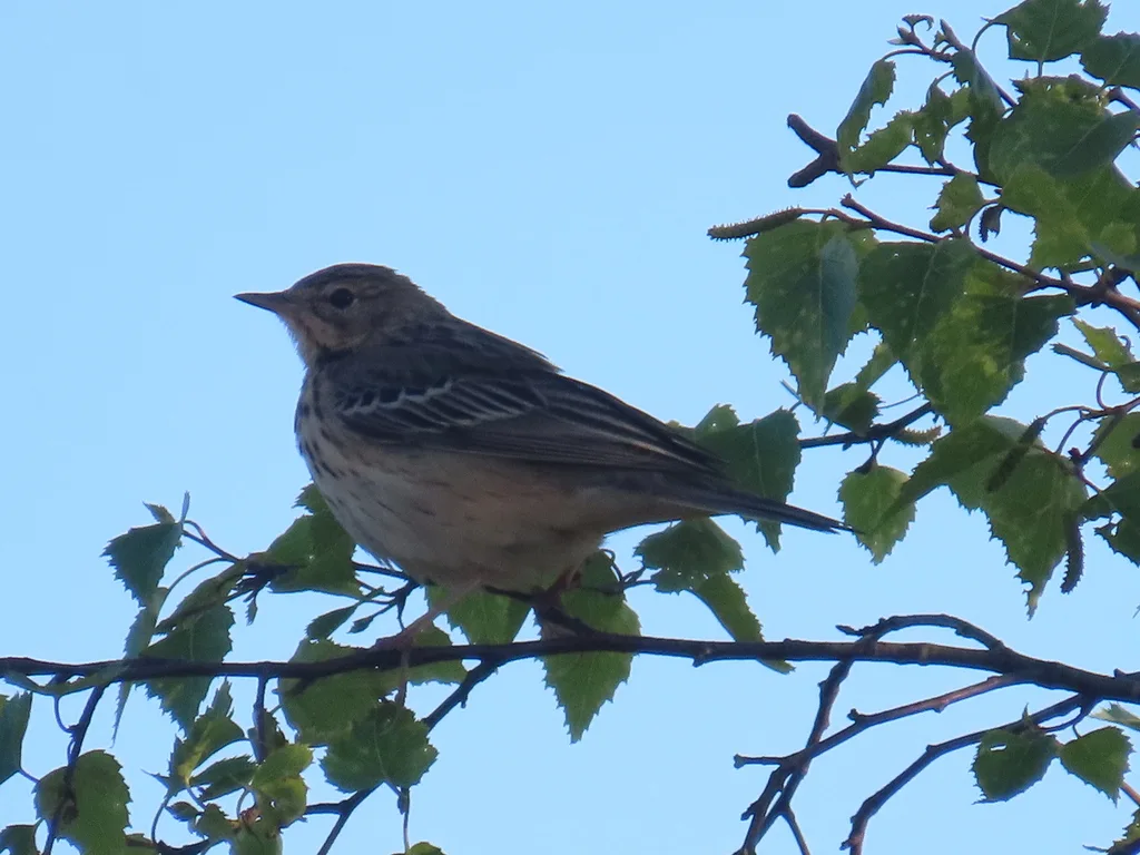 林鹨(Anthus trivialis)