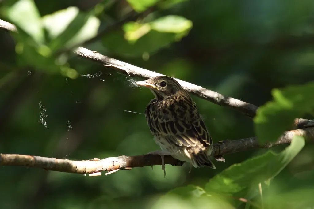 林鹨(Anthus trivialis)