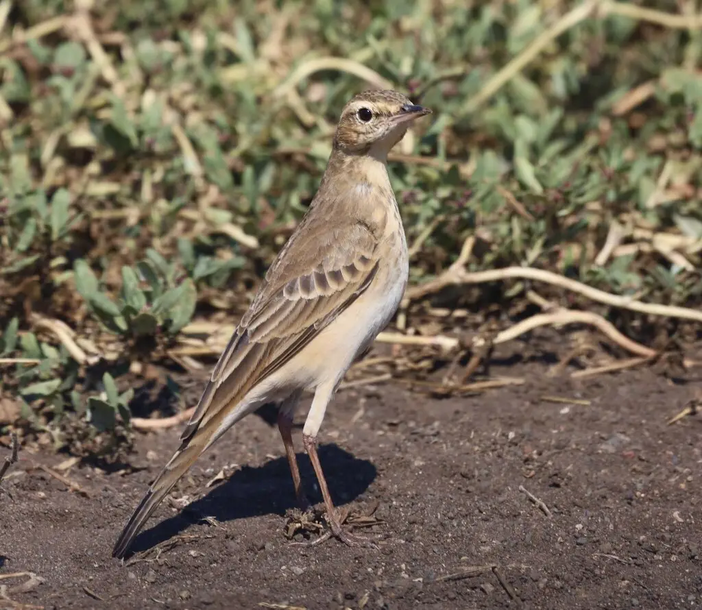 沙黄鹨(Anthus vaalensis)