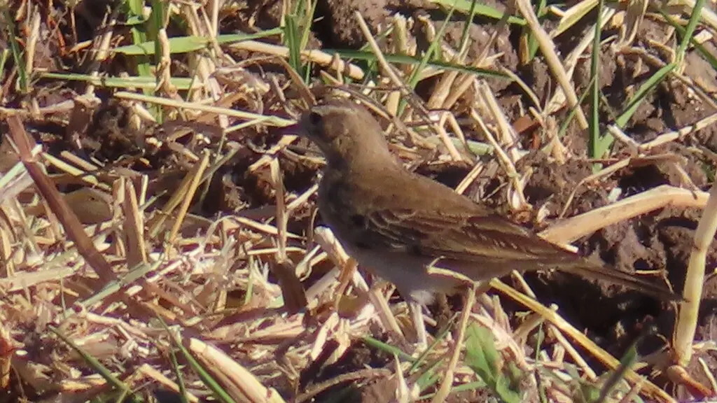沙黄鹨(Anthus vaalensis)