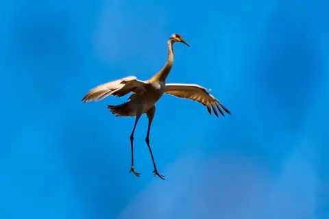 沙丘鹤