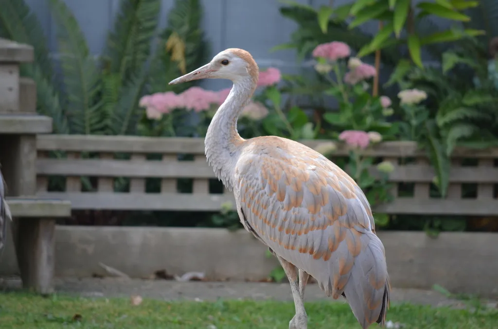 沙丘鹤(Antigone canadensis)