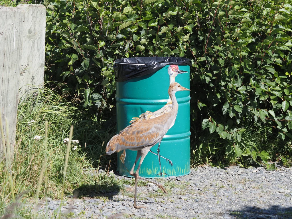 沙丘鹤(Antigone canadensis)