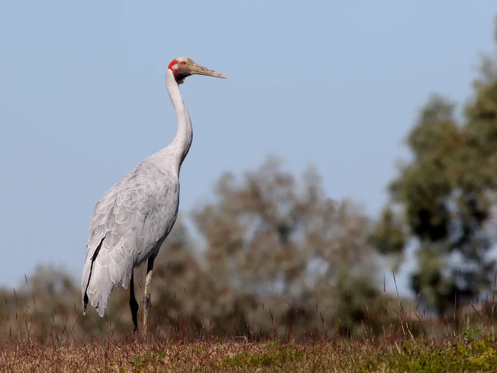 澳洲鹤(Antigone rubicunda)