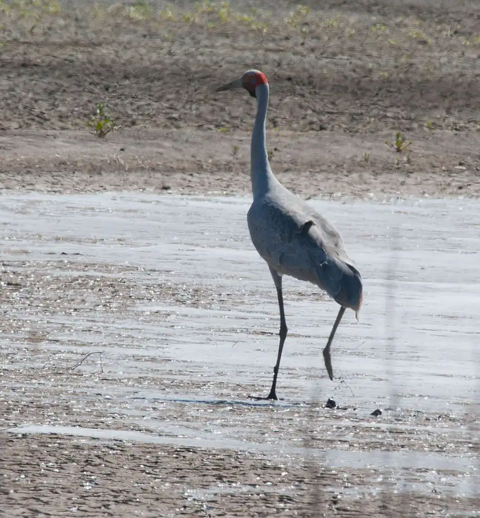澳洲鹤(Antigone rubicunda)