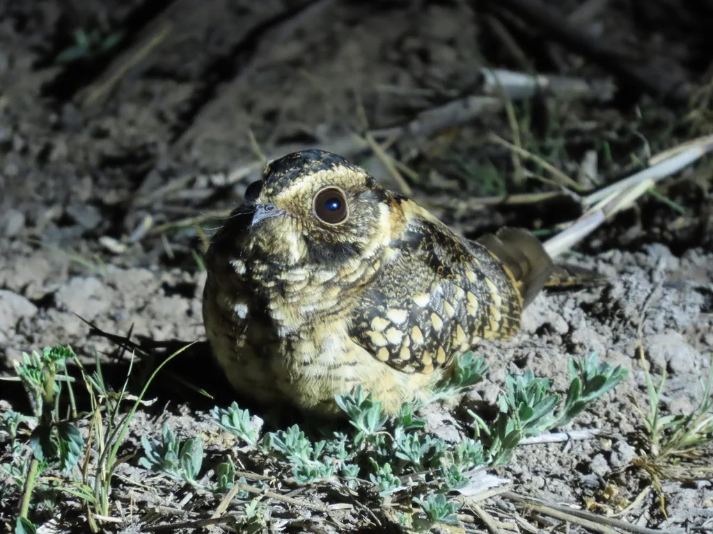 白斑尾夜鹰(Antiurus maculicaudus)