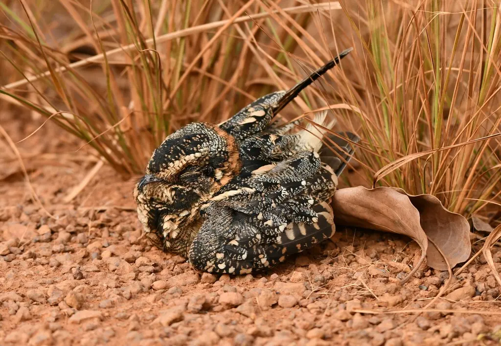 白斑尾夜鹰(Antiurus maculicaudus)