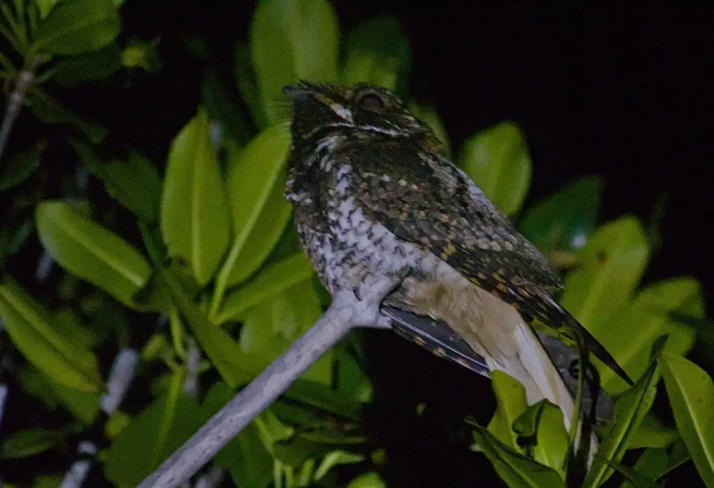 尤卡褐领夜鹰(Antrostomus badius)