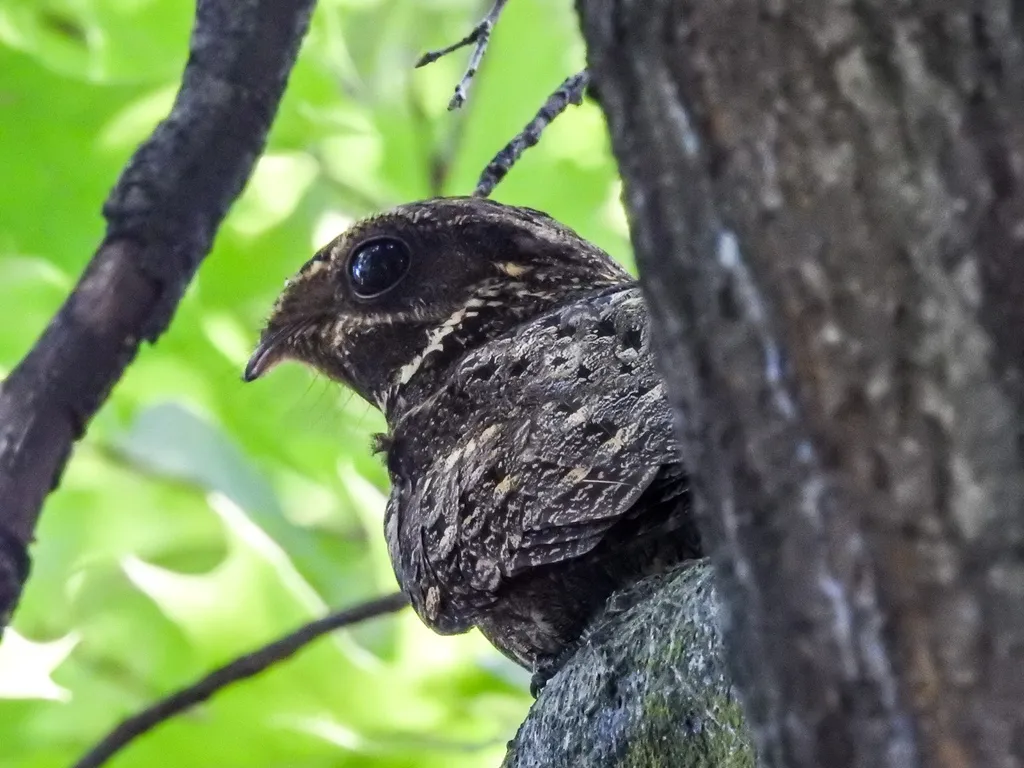 卡氏夜鹰(Antrostomus carolinensis)