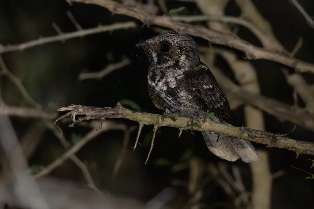 古巴夜鹰(Antrostomus cubanensis)