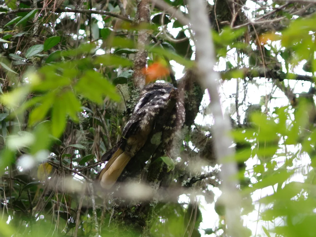 斯岛夜鹰(Antrostomus ekmani)