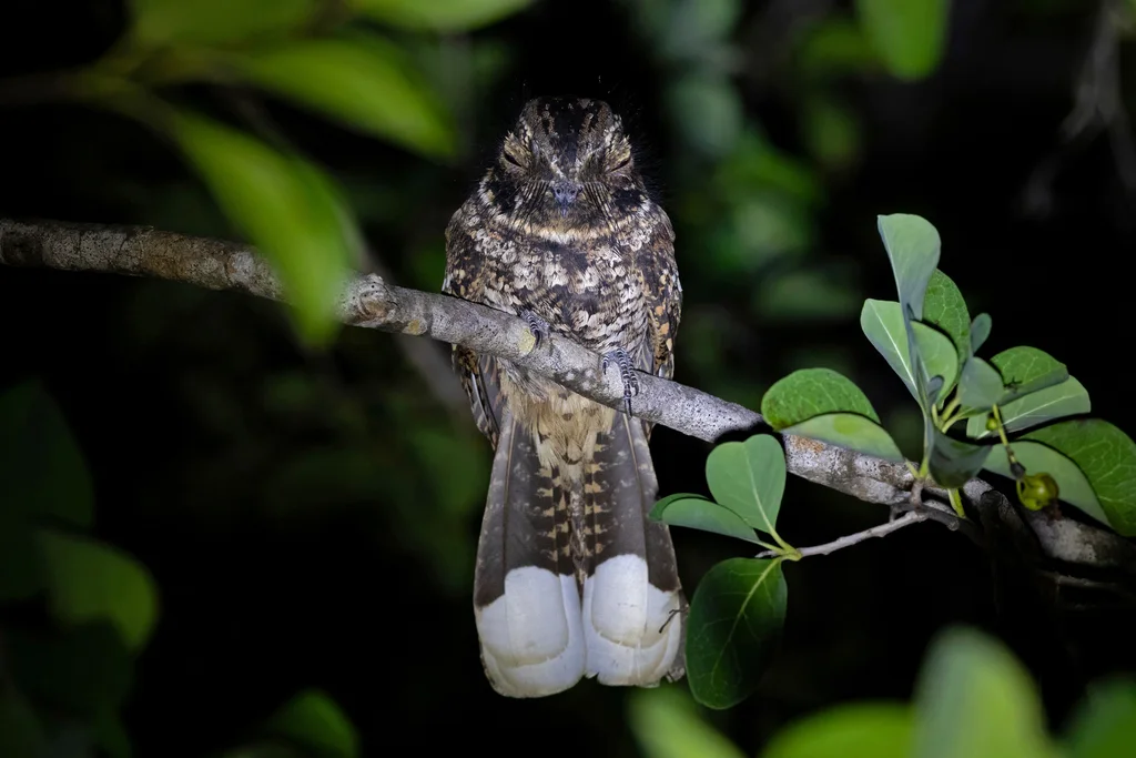 波多黎各夜鹰(Antrostomus noctitherus)