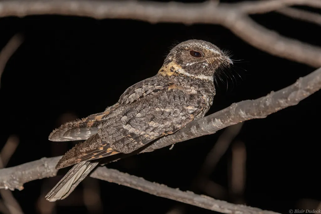 黄领夜鹰(Antrostomus ridgwayi)