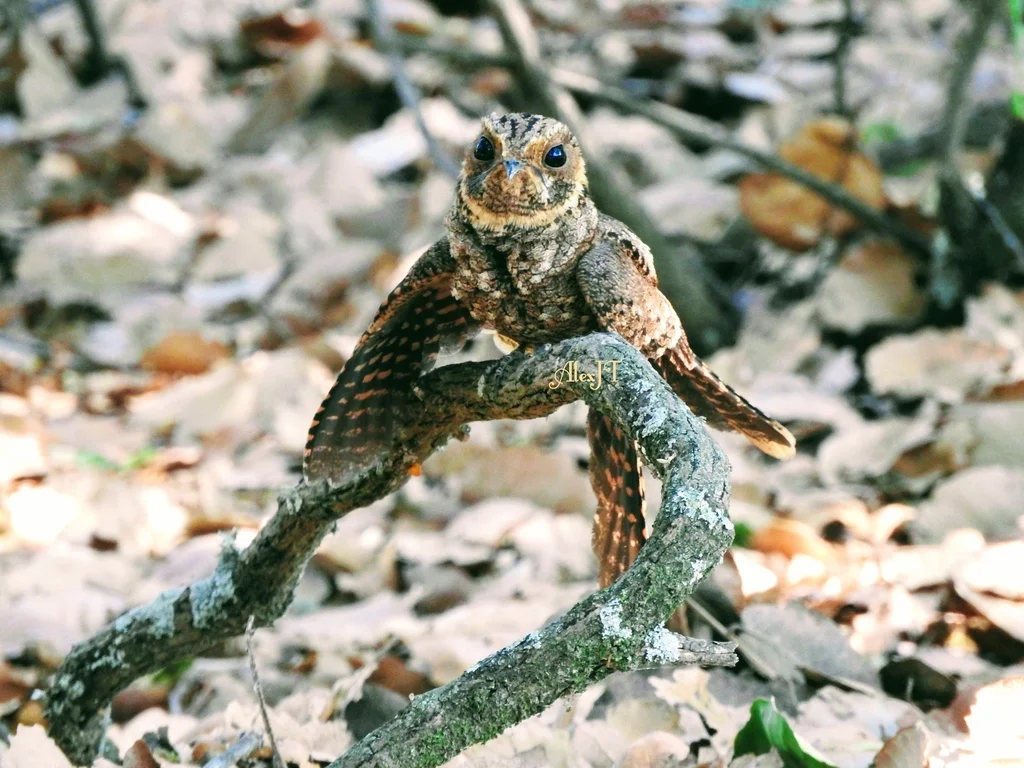 黄领夜鹰(Antrostomus ridgwayi)