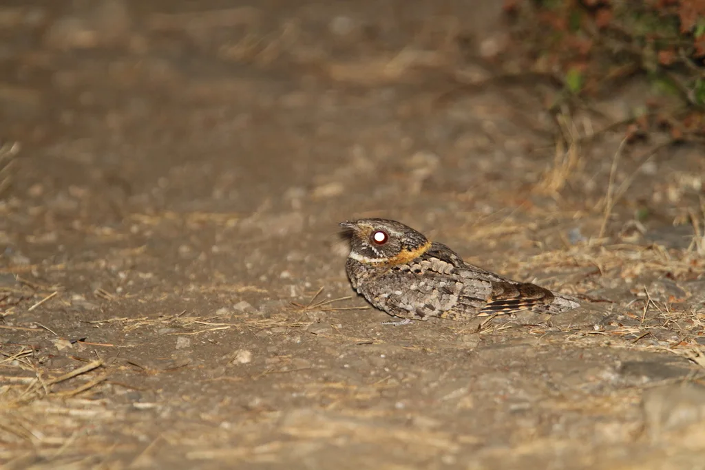 黄领夜鹰(Antrostomus ridgwayi)