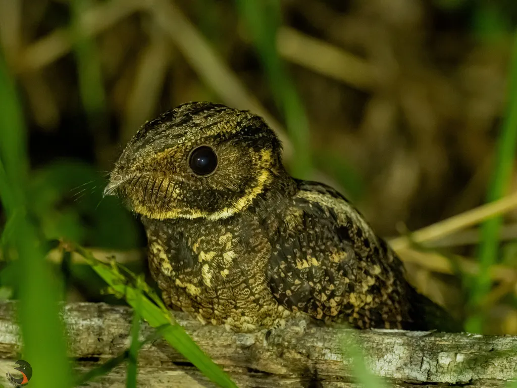 棕夜鹰(Antrostomus rufus)