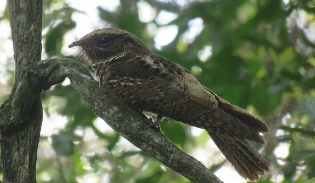 棕夜鹰(Antrostomus rufus)